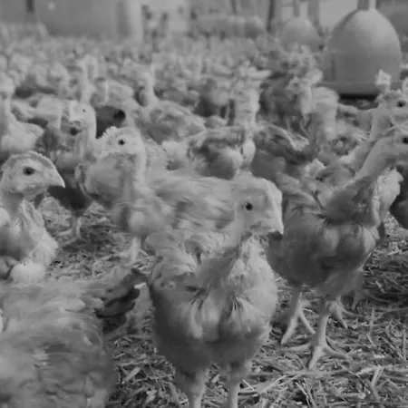 Au Nid Douillet De La Ferme Chauvet *